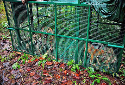 Leopardess 11
